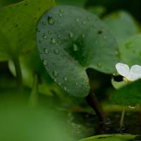 似花如流水╭