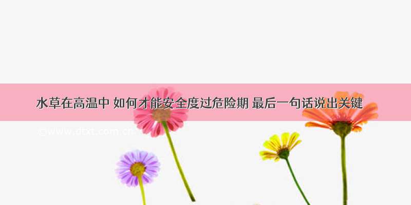 水草在高温中 如何才能安全度过危险期 最后一句话说出关键